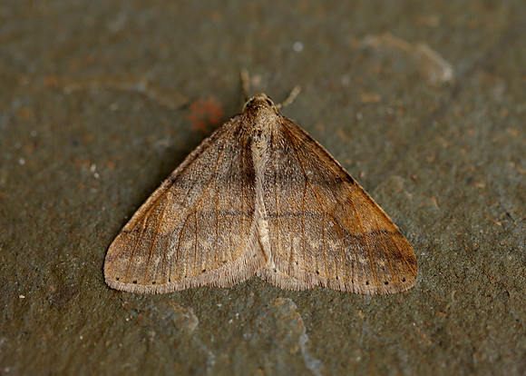 70.255 BF1934 Dotted Border Agriopis marginaria