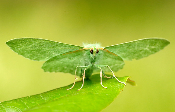 70.299 BF1666 Large Emerald Geometra papilionaria