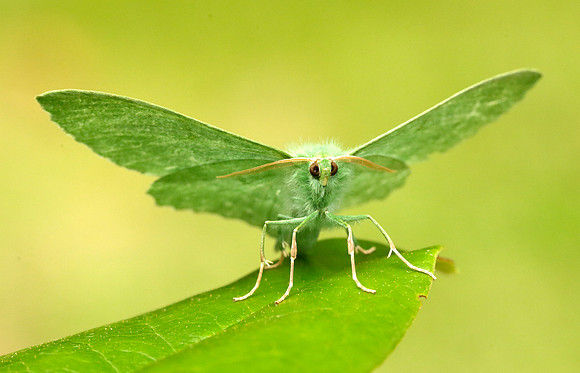70.299 BF1666 Large Emerald Geometra papilionaria