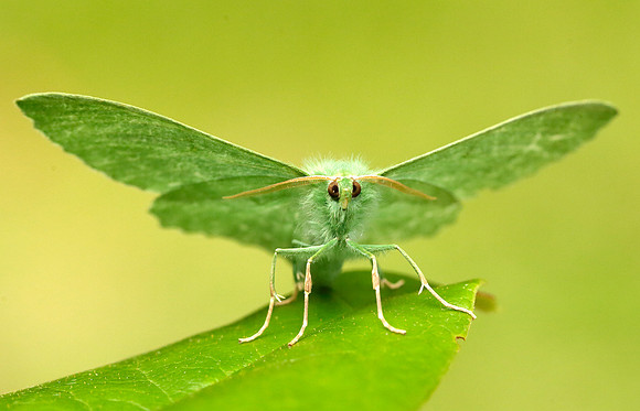 70.299 BF1666 Large Emerald Geometra papilionaria