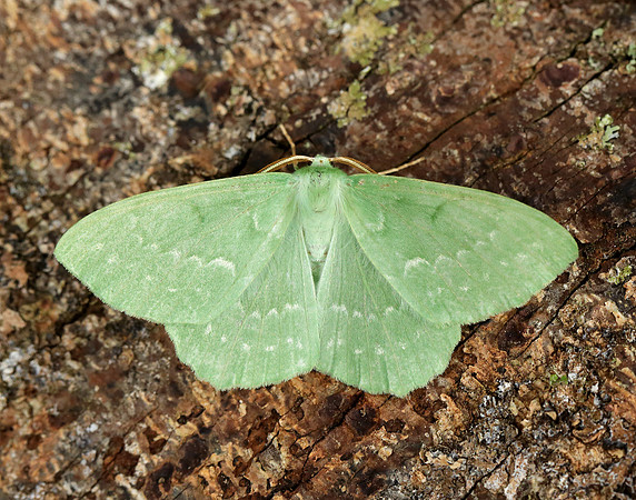 70.299 BF1666 Large Emerald Geometra papilionaria