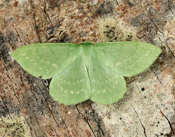 70.299 BF1666 Large Emerald Geometra papilionaria
