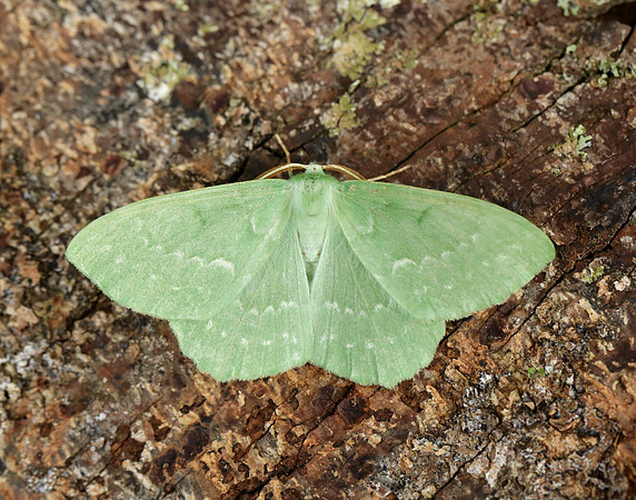 70.299 BF1666 Large Emerald Geometra papilionaria