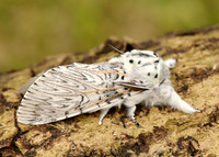 71.003 BF1995 Puss Moth Cerura vinula