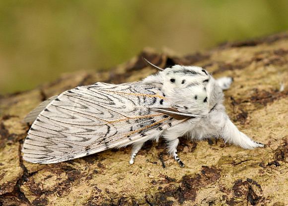 71.003 BF1995 Puss Moth Cerura vinula