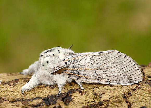 71.003 BF1995 Puss Moth Cerura vinula