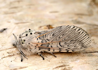 71.003 BF1995 Puss Moth Cerura vinula