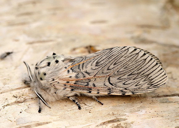 71.003 BF1995 Puss Moth Cerura vinula