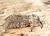 71.003 BF1995 Puss Moth Cerura vinula