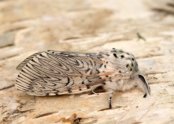 71.003 BF1995 Puss Moth Cerura vinula