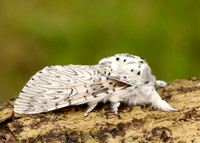 71.003 BF1995 Puss Moth Cerura vinula