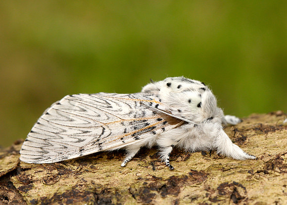 71.003 BF1995 Puss Moth Cerura vinula