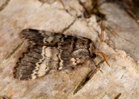 71.011 BF2015 Lunar Marbled Brown Drymonia ruficornis