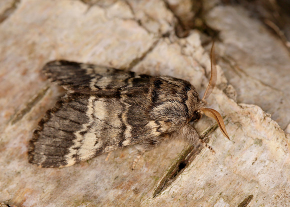 71.011 BF2015 Lunar Marbled Brown Drymonia ruficornis
