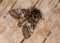 71.011 BF2015 Lunar Marbled Brown Drymonia ruficornis