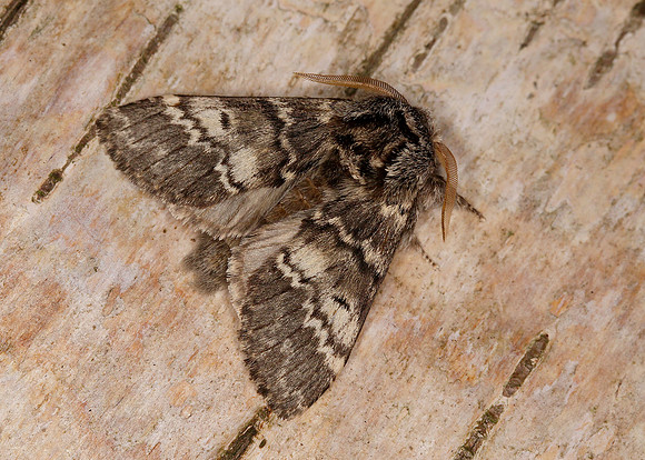 71.011 BF2015 Lunar Marbled Brown Drymonia ruficornis