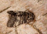 71.011 BF2015 Lunar Marbled Brown Drymonia ruficornis