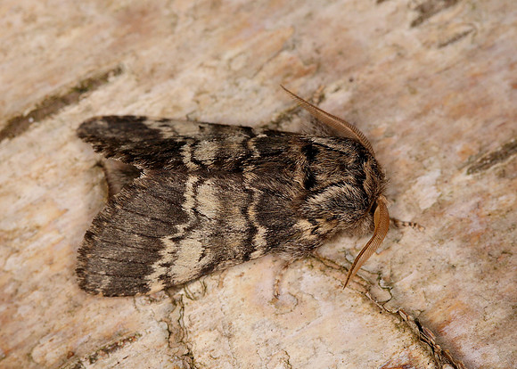 71.011 BF2015 Lunar Marbled Brown Drymonia ruficornis