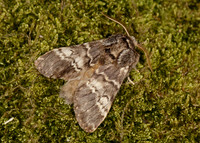 71.011 BF2015 Lunar Marbled Brown Drymonia ruficornis