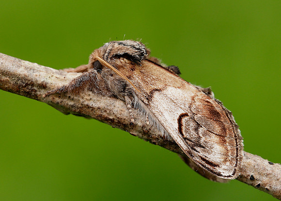 71.013 BF2003 Pebble Prominent Notodonta ziczac