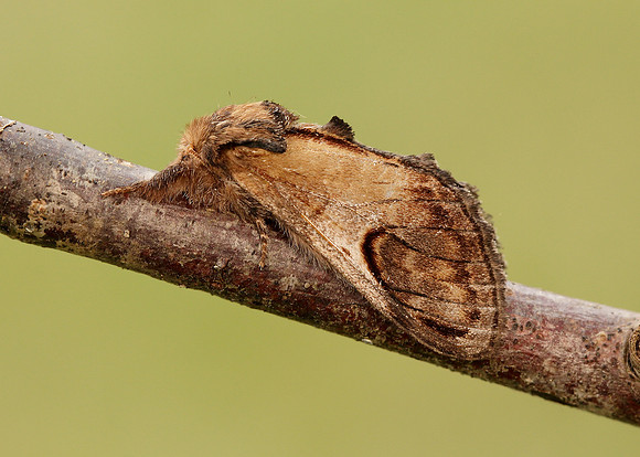 71.013 BF2003 Pebble Prominent Notodonta ziczac