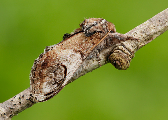 71.013 BF2003 Pebble Prominent Notodonta ziczac