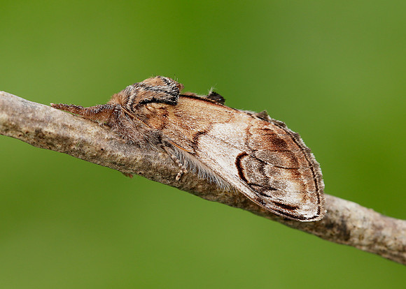 71.013 BF2003 Pebble Prominent Notodonta ziczac