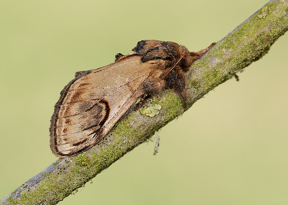 71.013 BF2003 Pebble Prominent Notodonta ziczac