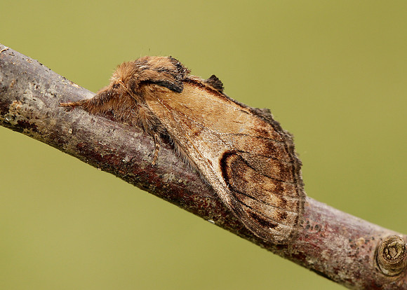 71.013 BF2003 Pebble Prominent Notodonta ziczac