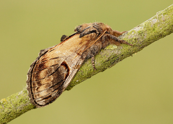 71.013 BF2003 Pebble Prominent Notodonta ziczac