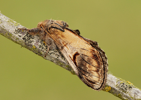71.013 BF2003 Pebble Prominent Notodonta ziczac