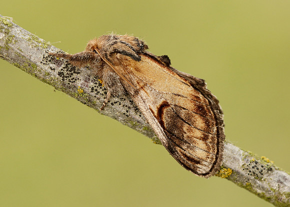 71.013 BF2003 Pebble Prominent Notodonta ziczac