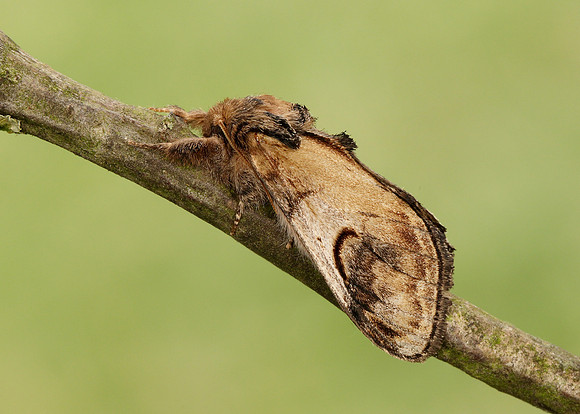 71.013 BF2003 Pebble Prominent Notodonta ziczac