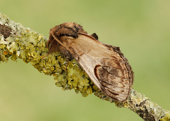 71.013 BF2003 Pebble Prominent Notodonta ziczac