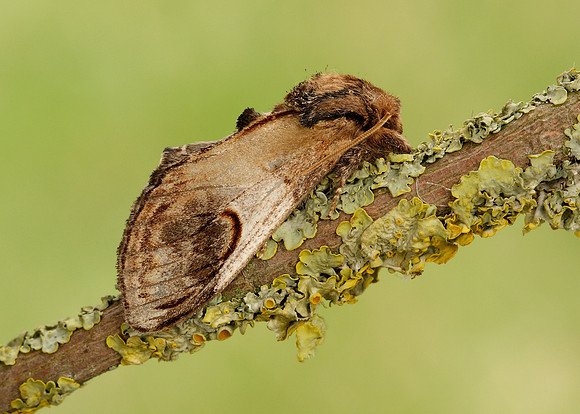 71.013 BF2003 Pebble Prominent Notodonta ziczac