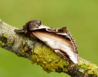 71.018 BF2006 Lesser Swallow Prominent Pheosia gnoma