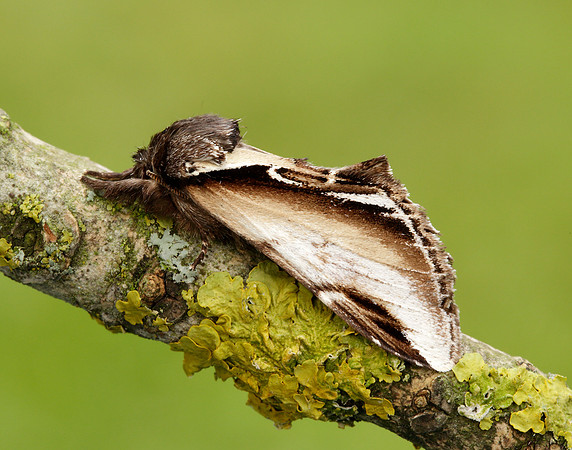 71.018 BF2006 Lesser Swallow Prominent Pheosia gnoma