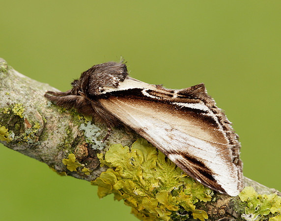 71.018 BF2006 Lesser Swallow Prominent Pheosia gnoma