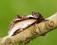 71.018 BF2006 Lesser Swallow Prominent Pheosia gnoma