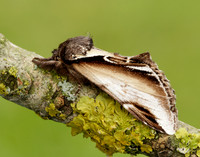 71.018 BF2006 Lesser Swallow Prominent Pheosia gnoma