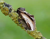 71.018 BF2006 Lesser Swallow Prominent Pheosia gnoma