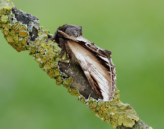 71.018 BF2006 Lesser Swallow Prominent Pheosia gnoma