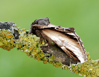 71.018 BF2006 Lesser Swallow Prominent Pheosia gnoma