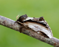 71.018 BF2006 Lesser Swallow Prominent Pheosia gnoma
