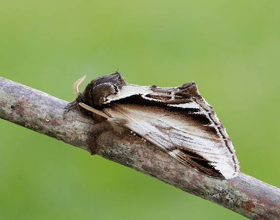 71.018 BF2006 Lesser Swallow Prominent Pheosia gnoma