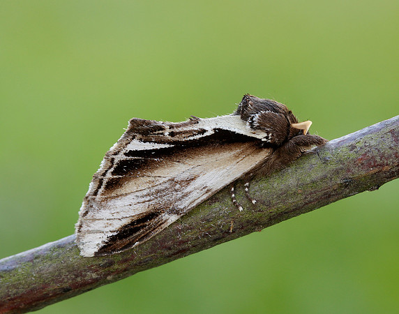 71.018 BF2006 Lesser Swallow Prominent Pheosia gnoma