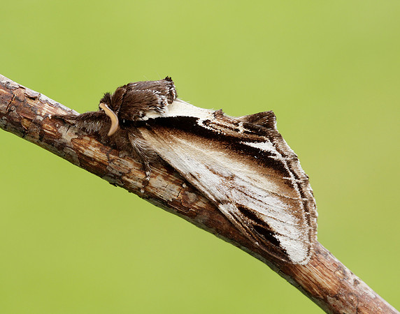 71.018 BF2006 Lesser Swallow Prominent Pheosia gnoma