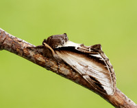 71.018 BF2006 Lesser Swallow Prominent Pheosia gnoma