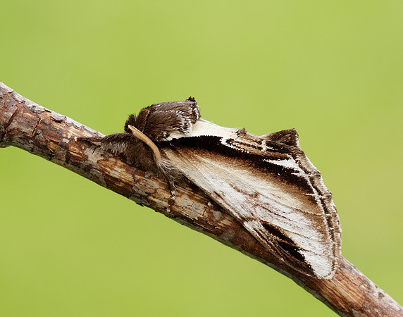 71.018 BF2006 Lesser Swallow Prominent Pheosia gnoma