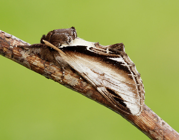 71.018 BF2006 Lesser Swallow Prominent Pheosia gnoma